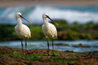 Kolpik bily - Platalea leucorodia - Eurasian Spoonbill o3109